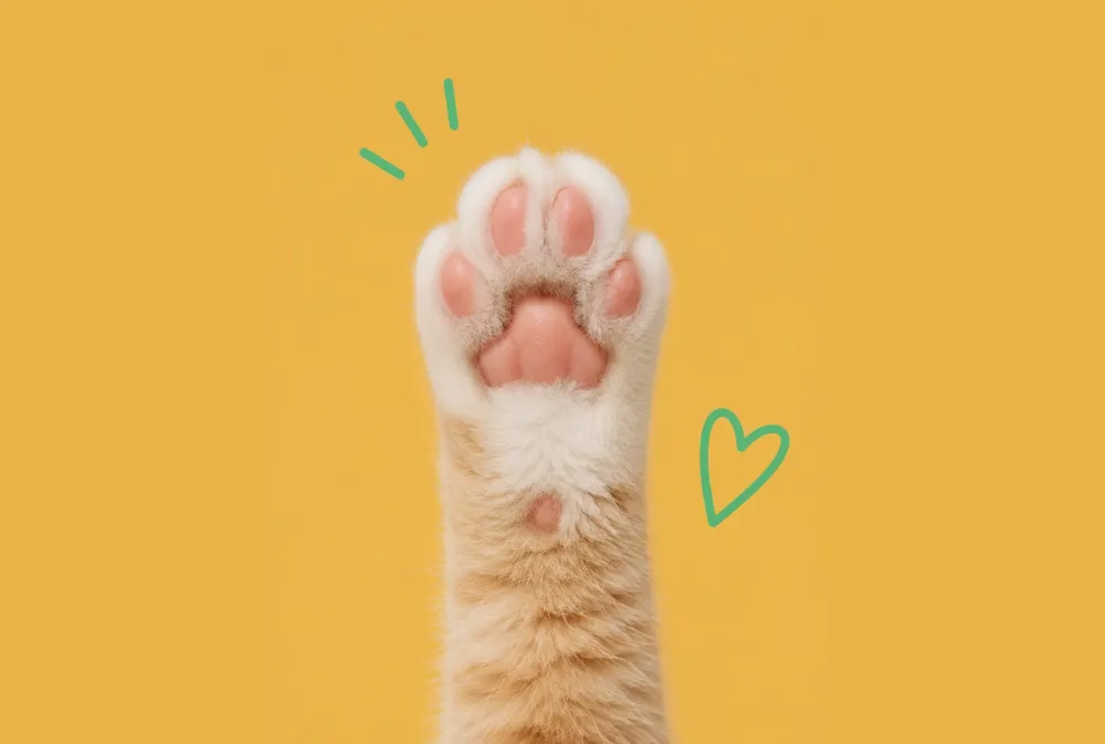 cat paw 