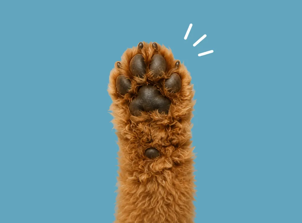 dog paw 